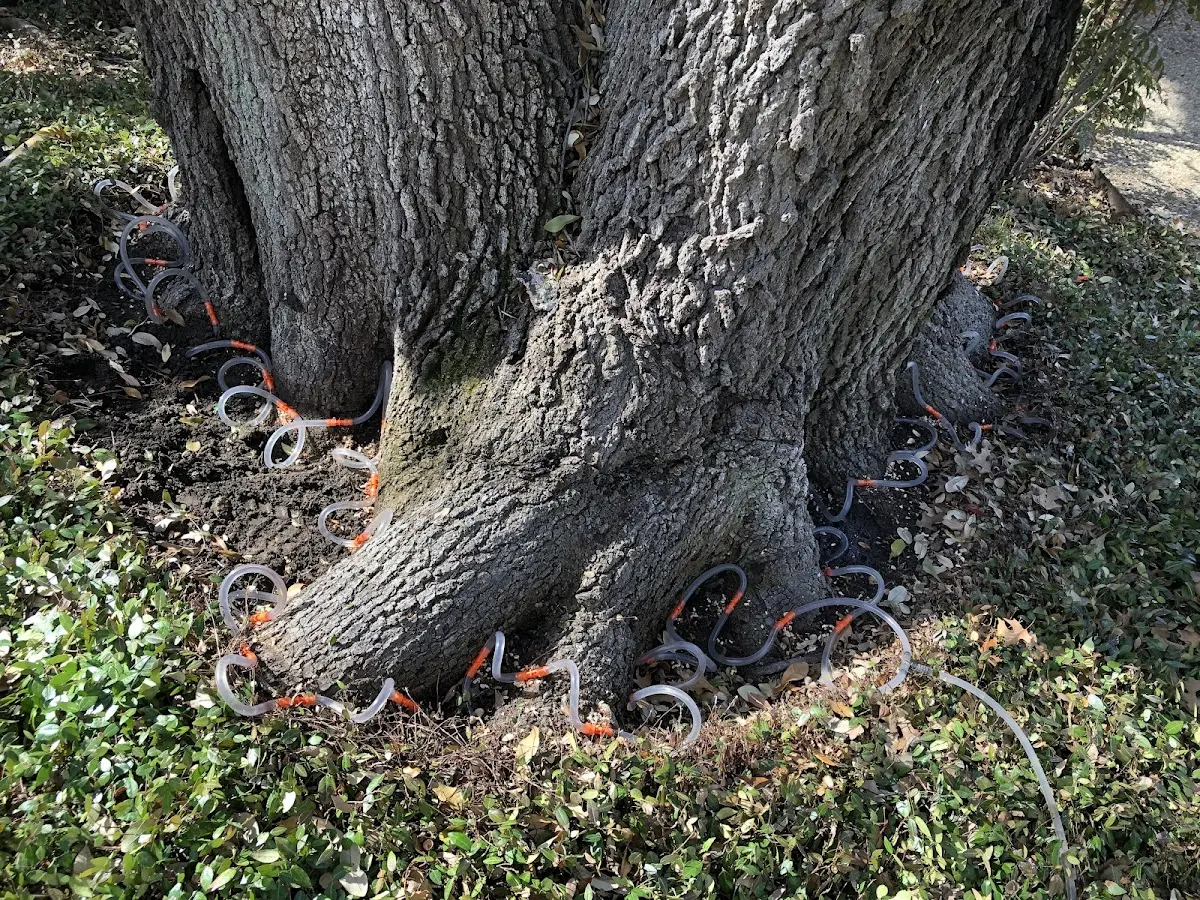 Detailed Tree Cabling and Bracing job site in Uhrichsville