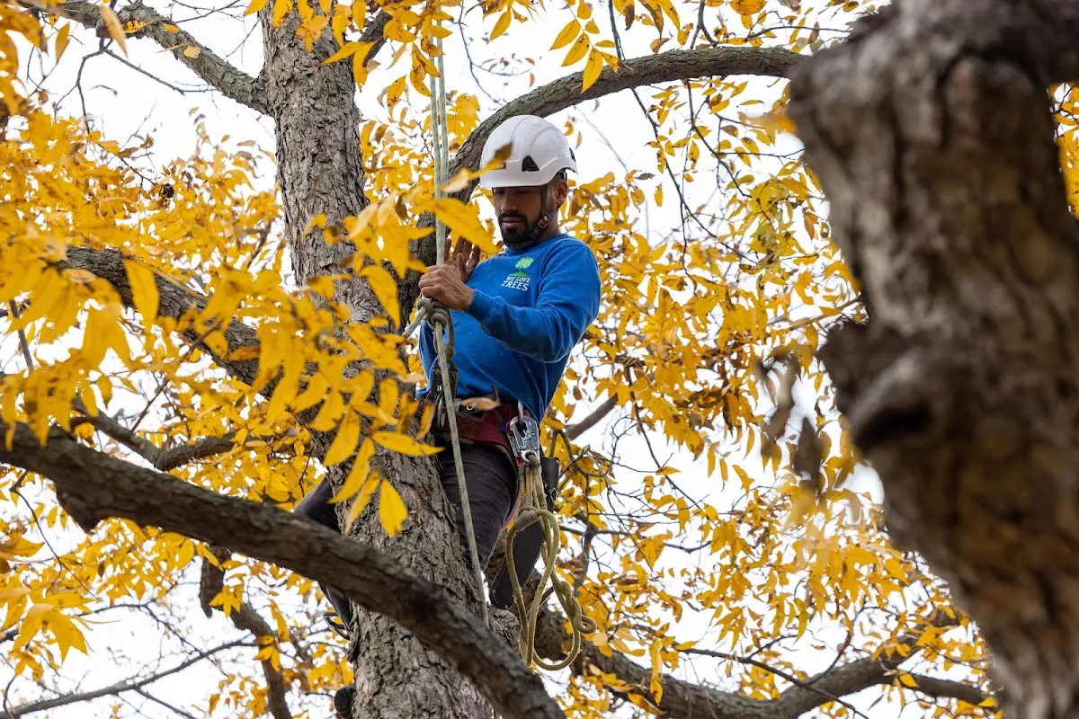 Skilled Tree Pruning crew working in Uhrichsville